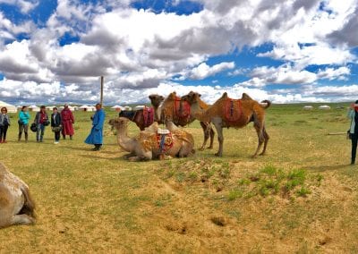 mongolie voyage en chameau-