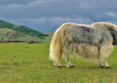 mongolie yack