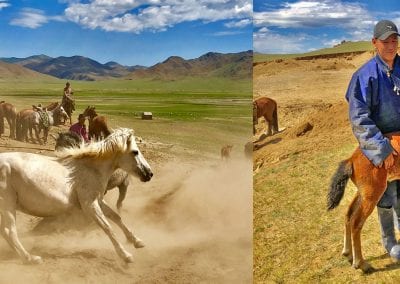 observation chevaux steppe