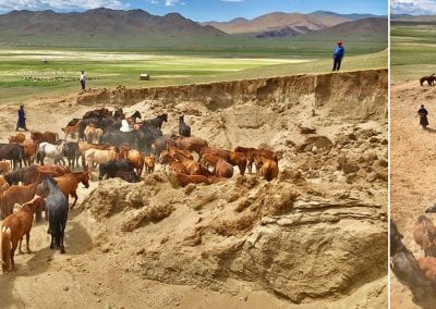 steppe mongolie chevaux