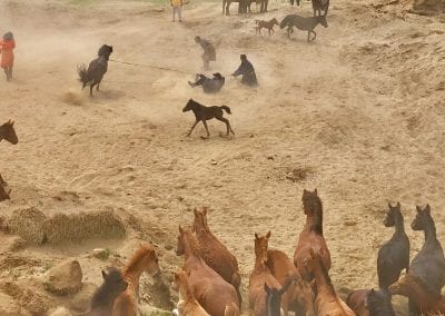 urga capture cheval mongoli