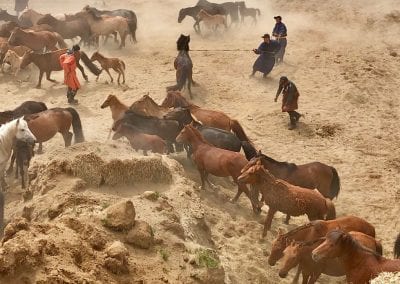 urga capture chevaux mongol