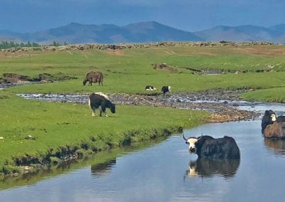 vacks de mongolie