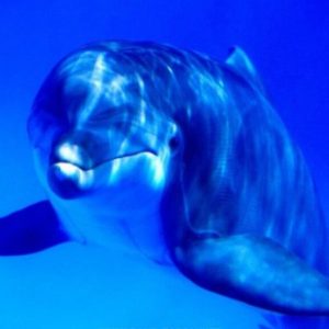 Profile picture of Isa