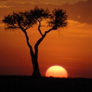 Profile picture of Savane