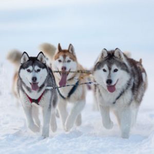 Logo du groupe Chiens de traîneaux